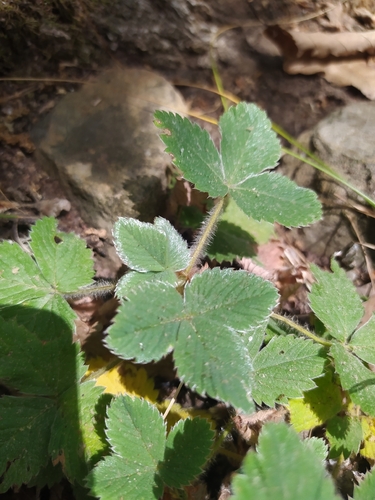 Pink Barren-strawberry