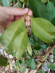 Syzygium tierneyanum