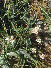 Cochlearia officinalis