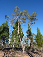 Eucalyptus chloroclada