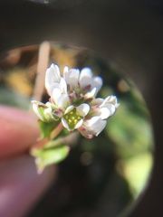 Cochlearia officinalis