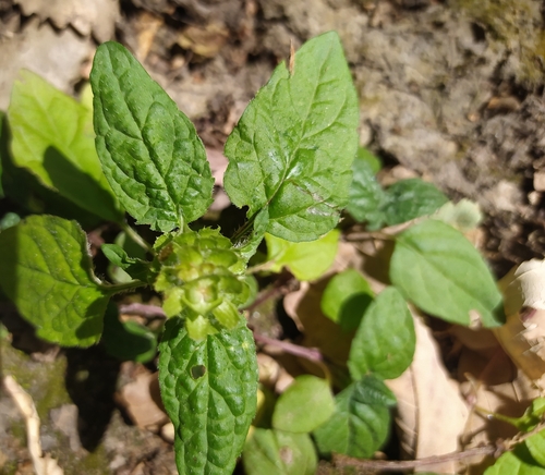 common selfheal