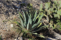 Agave asperrima