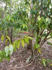 Phaleria clerodendron