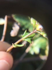 Cochlearia officinalis