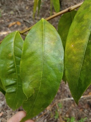Phaleria clerodendron