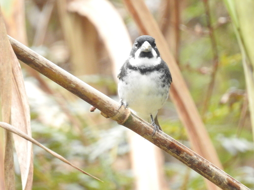 Double-collared Seedeater