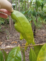 Phaleria clerodendron