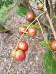 Phaleria clerodendron