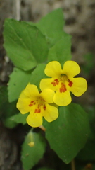 Erythranthe geniculata