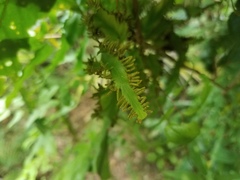 Lygodium reticulatum