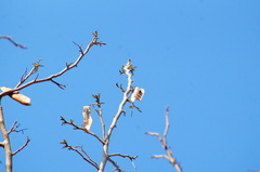 Albizia occidentalis
