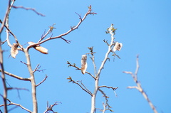 Albizia occidentalis