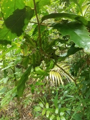 Lygodium reticulatum