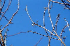Albizia occidentalis