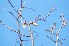 Albizia occidentalis