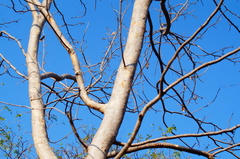 Albizia occidentalis
