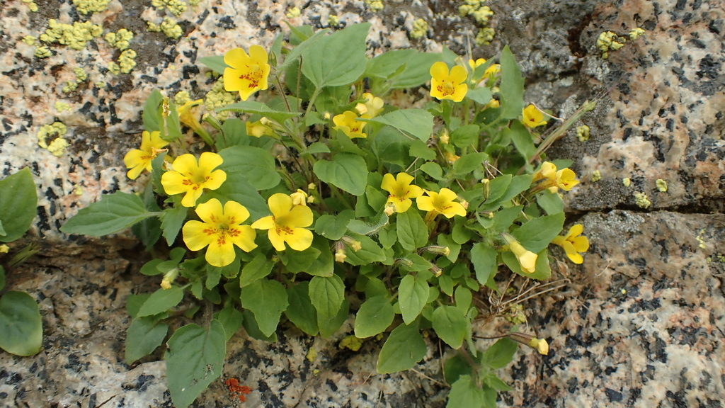 Dudley's monkeyflower