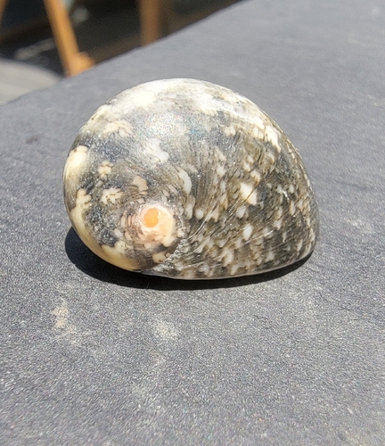 Nerita polita observed 2026-06-12