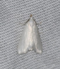 Leptosteges vestaliella