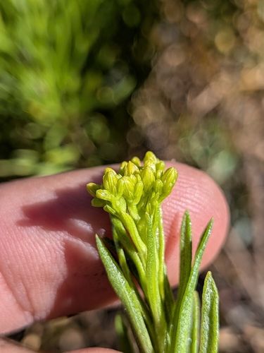 Ericameria parishii, photograph 1