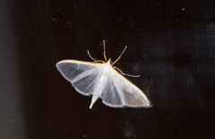 Palpita margaritacea