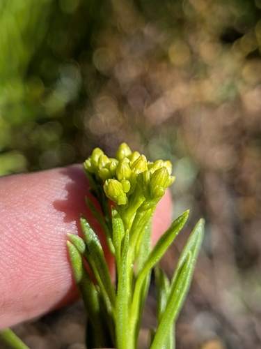 Ericameria parishii, photograph 2