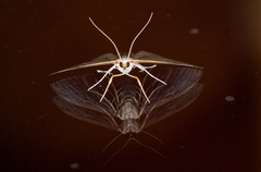 Palpita margaritacea