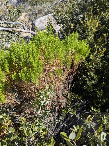 Ericameria parishii, photograph 3