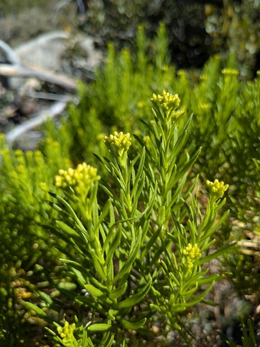 Ericameria parishii, photograph 4