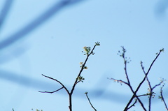 Albizia occidentalis
