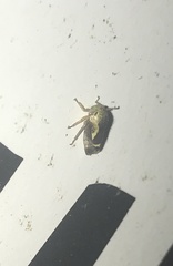 Ophiderma evelyna