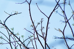 Albizia occidentalis