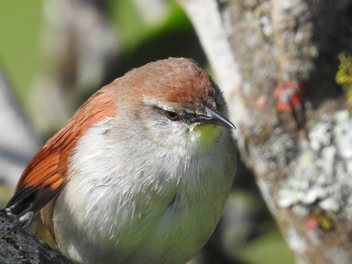 Yellow-chinned Spinetail