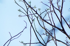 Albizia occidentalis