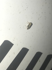 Ophiderma evelyna