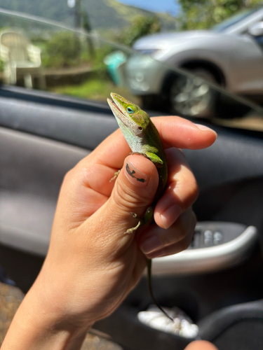 Anolis carolinensis observed 2026-06-18