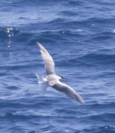 Common Tern