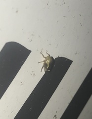Ophiderma evelyna