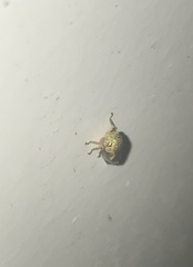Ophiderma evelyna