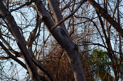Albizia occidentalis