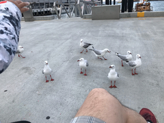 Chroicocephalus novaehollandiae