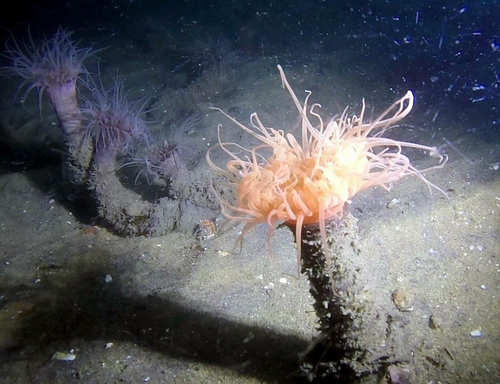 Pachycerianthus torreyi