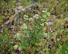Comandra umbellata californica
