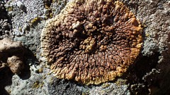Lecanora mellea