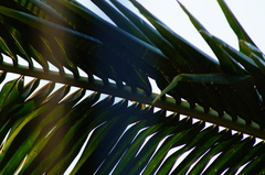 Cassiculus melanicterus