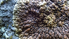 Lecanora mellea