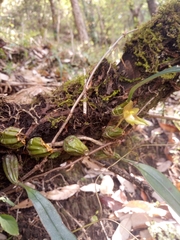 Bulbophyllum umbellatum