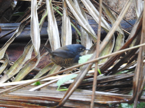 White-breasted Tapaculo