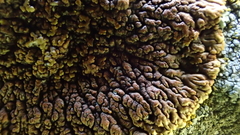 Lecanora mellea